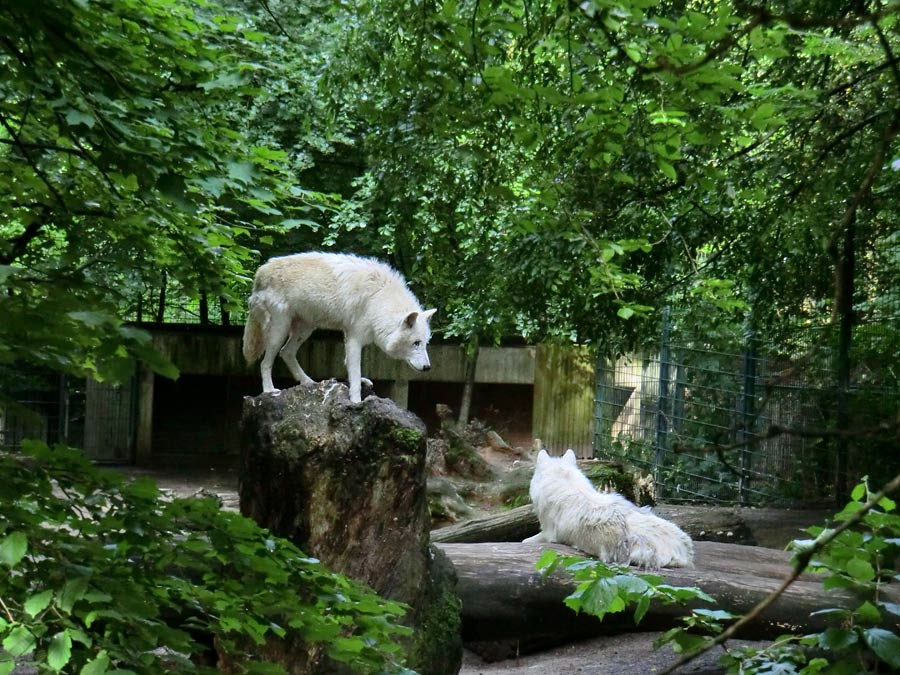 Kanadische Wölfe im Zoo Wuppertal im Juni 2013
