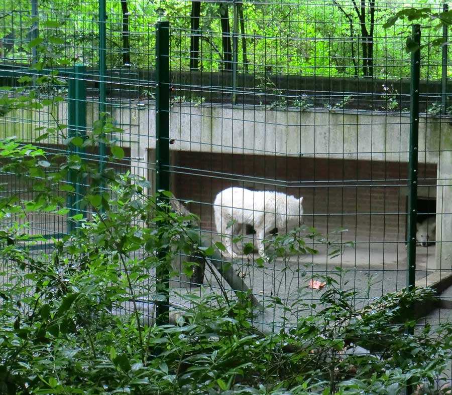 Kanadische Wölfe im Zoologischen Garten Wuppertal im Mai 2014