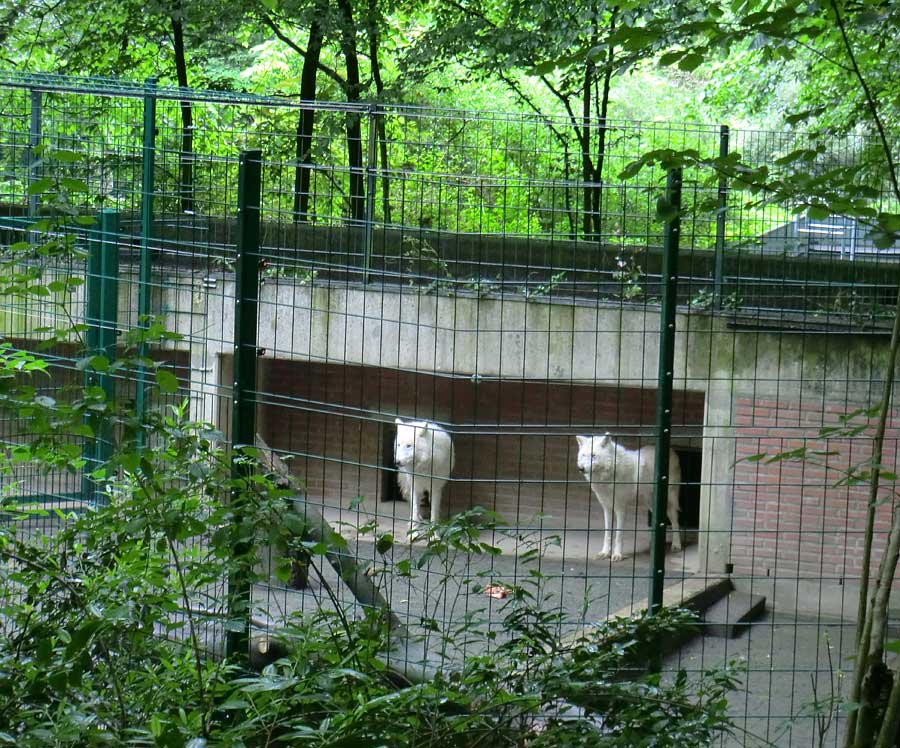 Kanadische Wölfe im Wuppertaler Zoo im Mai 2014