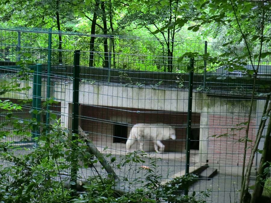 Kanadische Wölfe im Zoo Wuppertal im Mai 2014