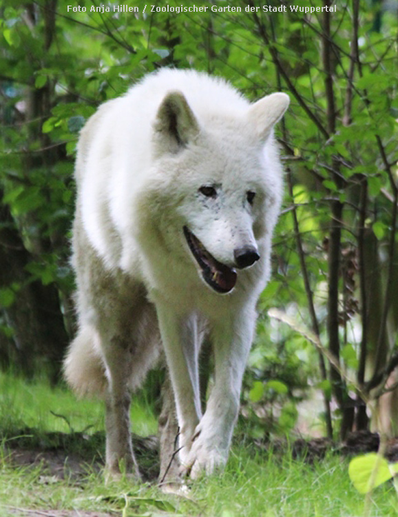 Kanadischer Wolf im Wuppertaler Zoo im Juni 2014 (Foto Anja Hillen - Zoologischer Garten der Stadt Wuppertal)