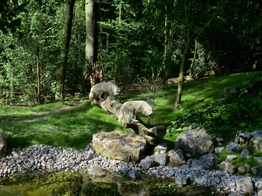 Kanadische Wölfe im Wuppertaler Zoo im Juni 2014
