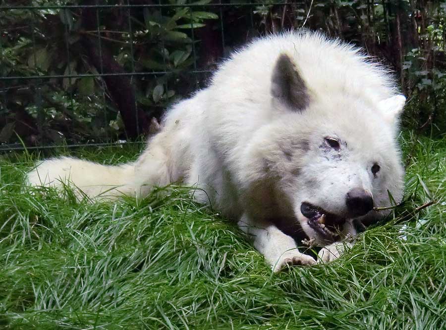 Kanadischer Wolf im Zoologischen Garten Wuppertal im Juni 2014