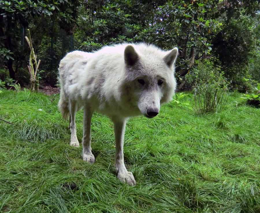 Kanadischer Wolf im Zoo Wuppertal im Juni 2014
