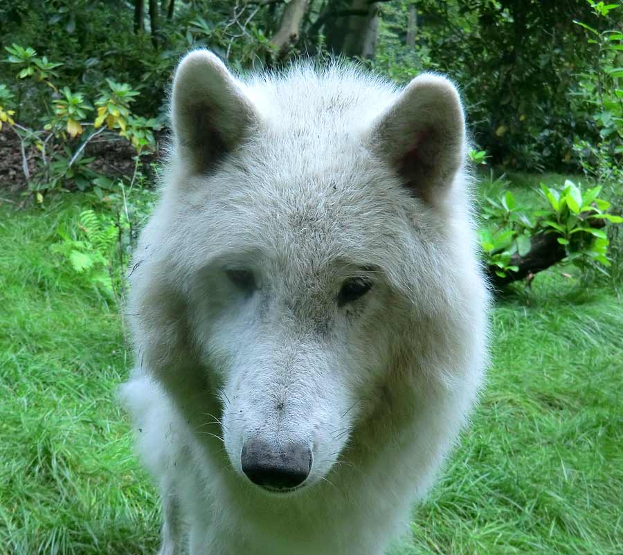 Kanadischer Wolf im Zoologischen Garten Wuppertal im Juni 2014