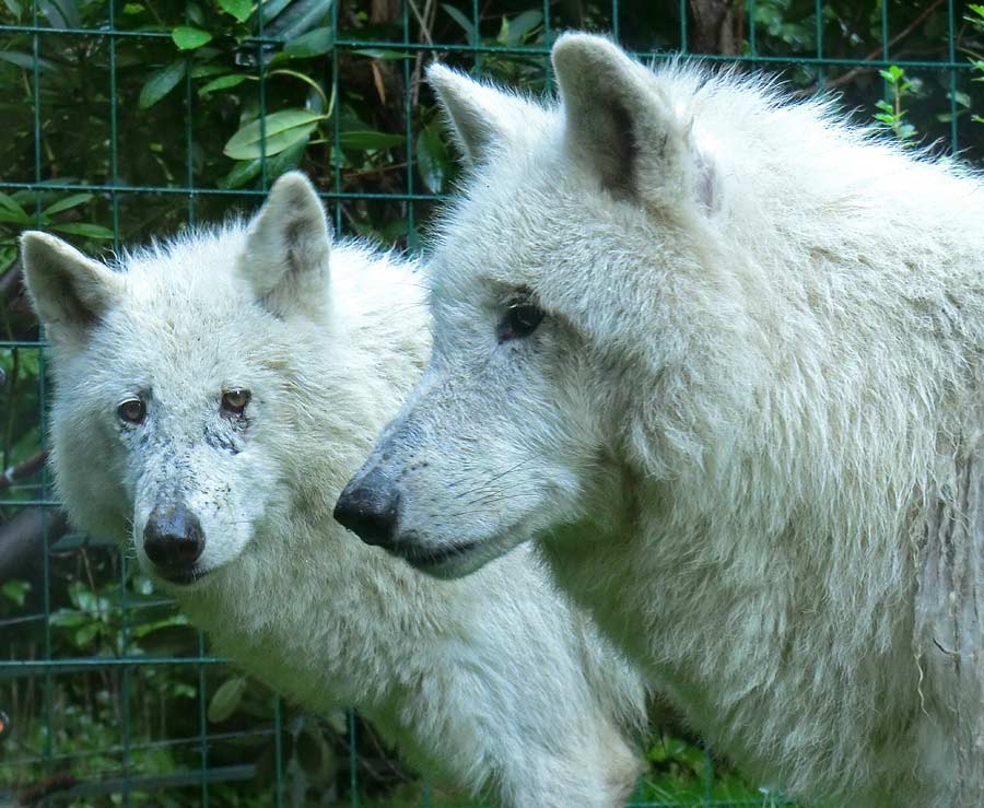 Kanadischer Wolf im Wuppertaler Zoo im Juni 2014