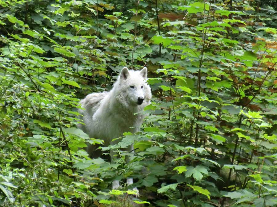 Kanadischer Wolf auf der Bärenanlage im Zoo Wuppertal im Juli 2014