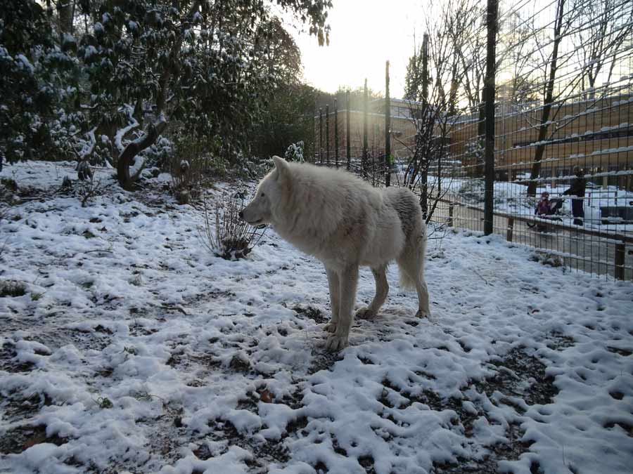 Kanadischer Wolf im Zoo Wuppertal am 28. Dezember 2014