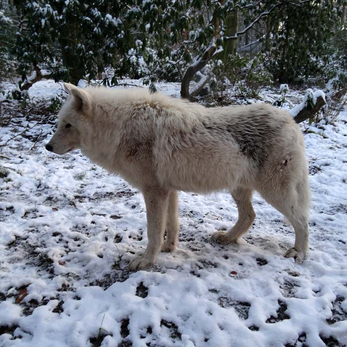 Kanadischer Wolf im Schnee im Wuppertaler Zoo am 28. Dezember 2014
