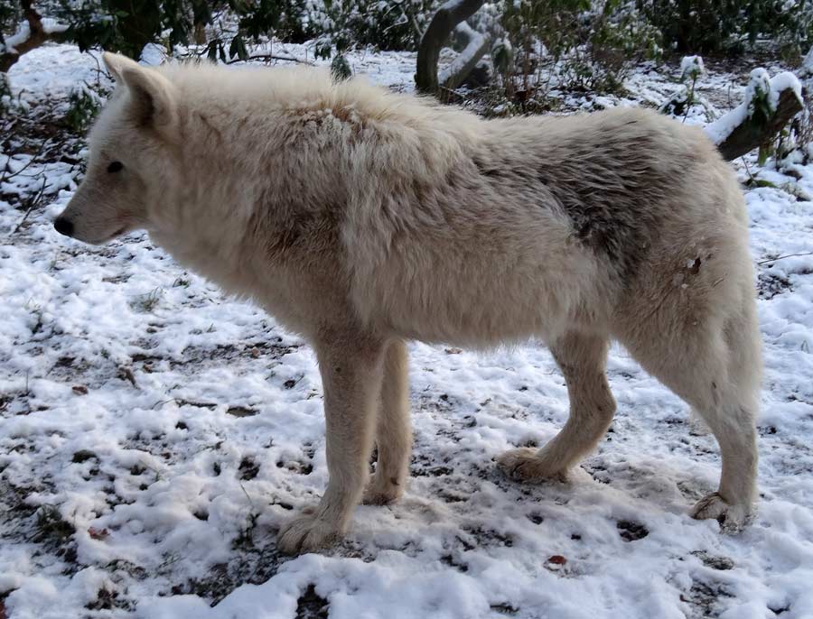 Kanadischer Wolf im Zoologischen Garten Wuppertal am 28. Dezember 2014