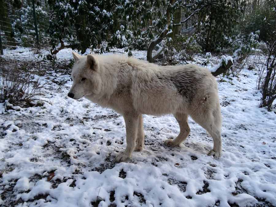 Kanadischer Wolf im Wuppertaler Zoo am 28. Dezember 2014