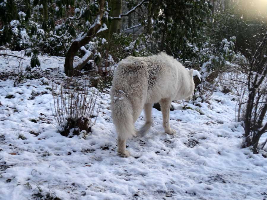 Kanadischer Wolf im Grünen Zoo Wuppertal am 28. Dezember 2014