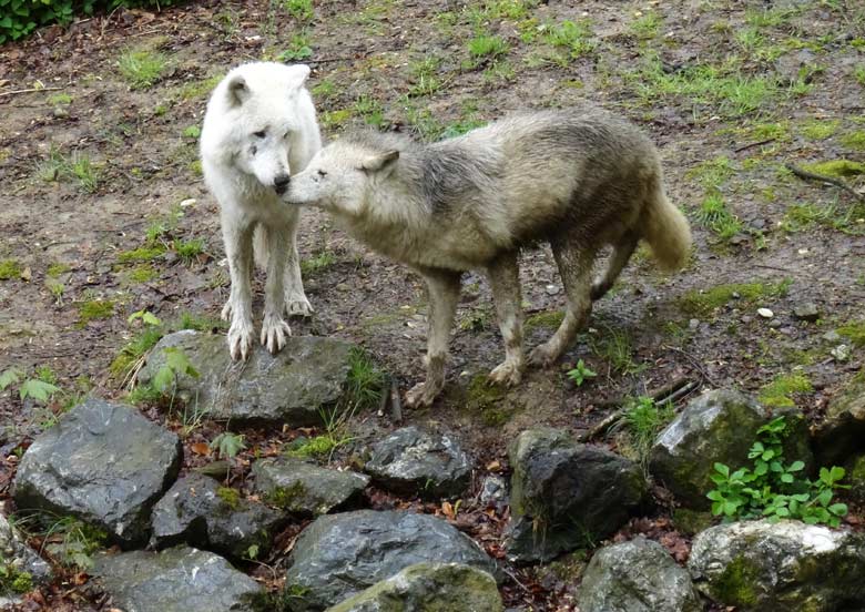 Arktische Wölfe am Tag des Wolfes im Wuppertaler Zoo am 30. April 2016