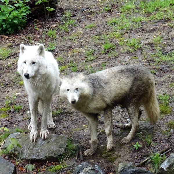 Kanadische Wölfe "Dreamer" und "Running Moon" im Wuppertaler Zoo am 30. April 2016
