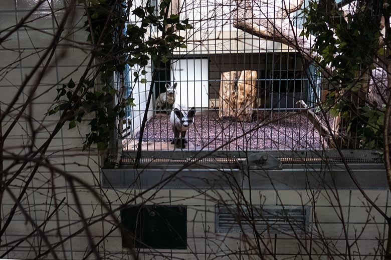 Zwei Südafrikanische Löffelhunde am 22. Juni 2024 im Innengehege im Großkatzen-Haus im Grünen Zoo Wuppertal