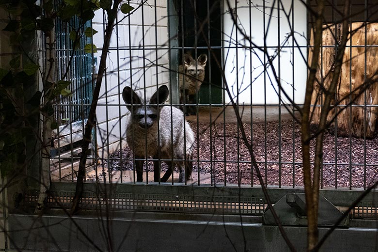Zwei Südafrikanische Löffelhunde am 22. Juni 2024 im Innengehege im Großkatzen-Haus im Wuppertaler Zoo