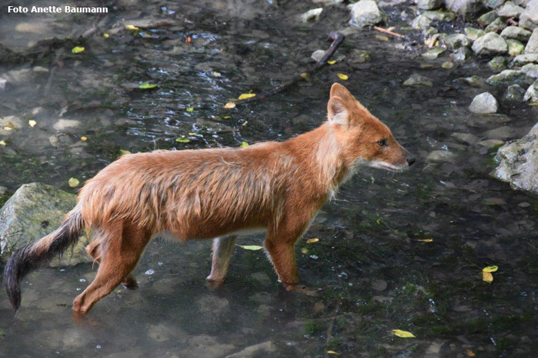 Asiatischer Rothund am 16. Juni 2018 im Wasser im Zoologischen Garten Wuppertal (Foto Anette Baumann)
