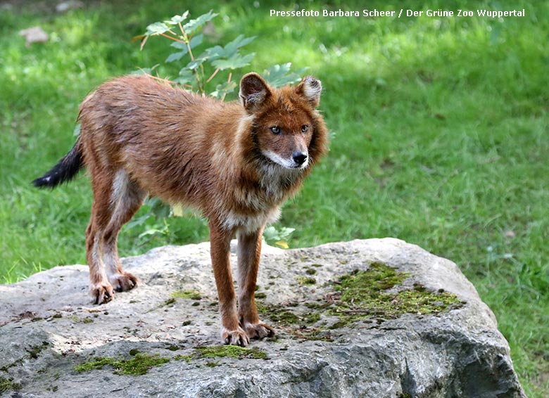Asiatischer Rothund am 16. Juni 2018 auf der Außenanlage im Zoologischen Garten der Stadt Wuppertal (Pressefoto Barbara Scheer - Der Grüne Zoo Wuppertal)
