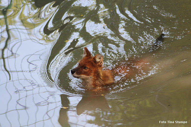 Asiatischer Rothund am 21. Juli 2018 im Wasser der Außenanlage im Wuppertaler Zoo (Foto Tina Stumpe)