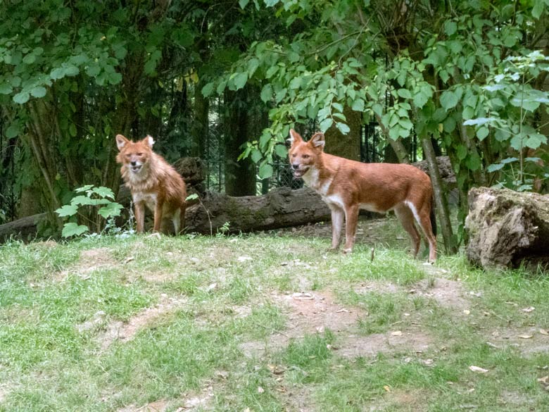 Asiatische Rothunde am 22. Juli 2018 auf der Außenanlage im Grünen Zoo Wuppertal