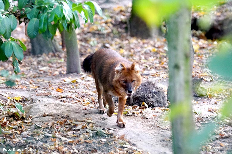 Asiatischer Rothund am 20. Oktober 2018 auf der ehemaligen Wolfsanlage im Wuppertaler Zoo (Foto Klaus Tüller)