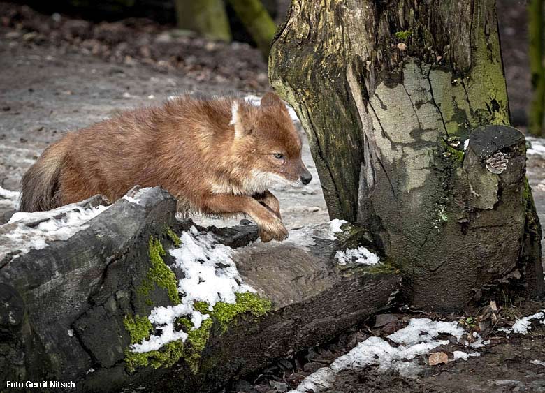 Asiatischer Rothund am 3. Februar 2019 im Grünen Zoo Wuppertal (Foto Gerrit Nitsch)