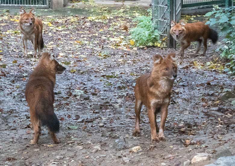 Asiatische Rothunde am 30. September 2019 auf der Außenanlage im Grünen Zoo Wuppertal