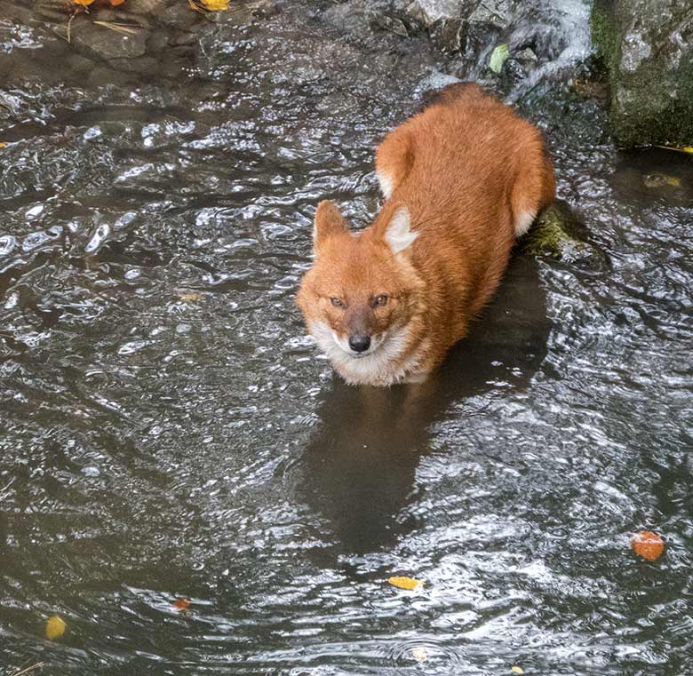 Asiatischer Rothund am 30. September 2019 im Wasser der Außenanlage im Zoologischen Garten Wuppertal