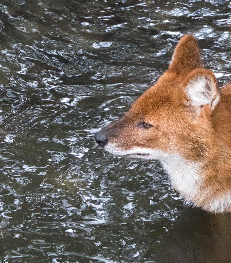 Asiatischer Rothund am 30. September 2019 im Wasser der Außenanlage im Wuppertaler Zoo
