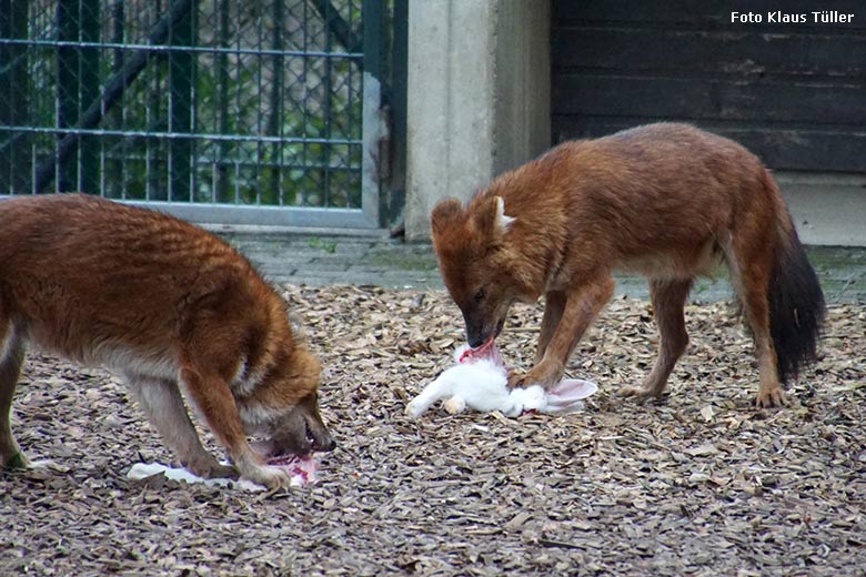 Rothunde mit Futtertieren am 17. Februar 2020 auf der Außenanlage im Grünen Zoo Wuppertal (Foto Klaus Tüller)