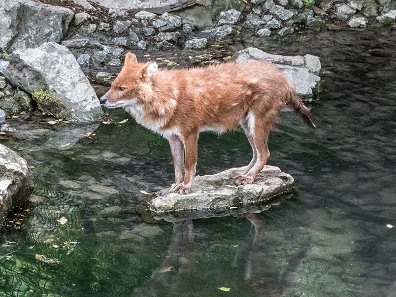 Asiatischer Rothund am 5. Juni 2020 auf einem Stein im Wasser der Außenanlage im Grünen Zoo Wuppertal