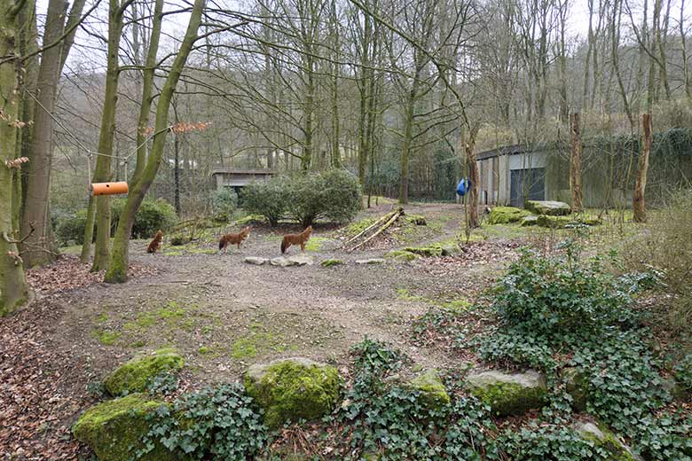 Drei Asiatische Rothunde am 18. März 2021 auf der Braunbären-Außenanlage im Wuppertaler Zoo