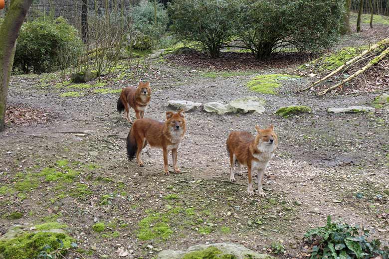 Drei Asiatische Rothunde am 18. März 2021 auf der Braunbären-Außenanlage im Zoologischen Garten der Stadt Wuppertal