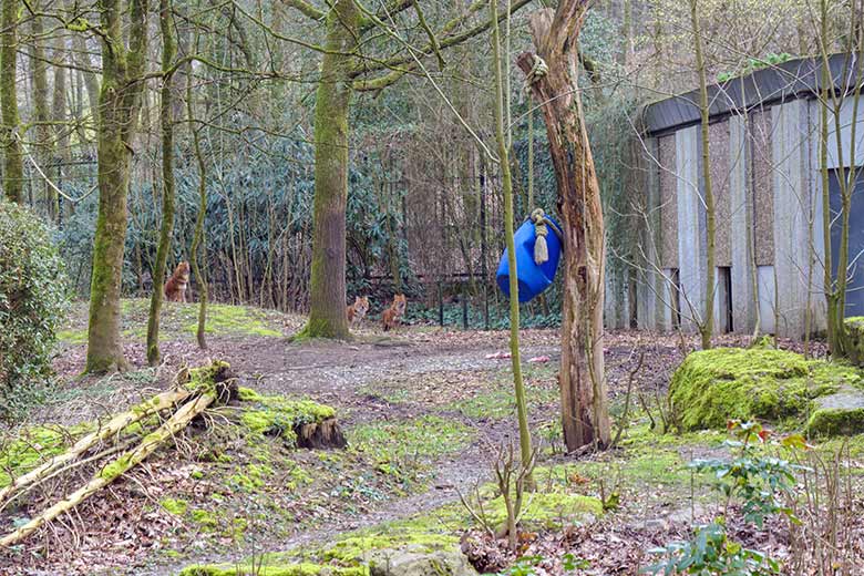 Drei Asiatische Rothunde am 18. März 2021 auf der Braunbären-Außenanlage im Zoo Wuppertal