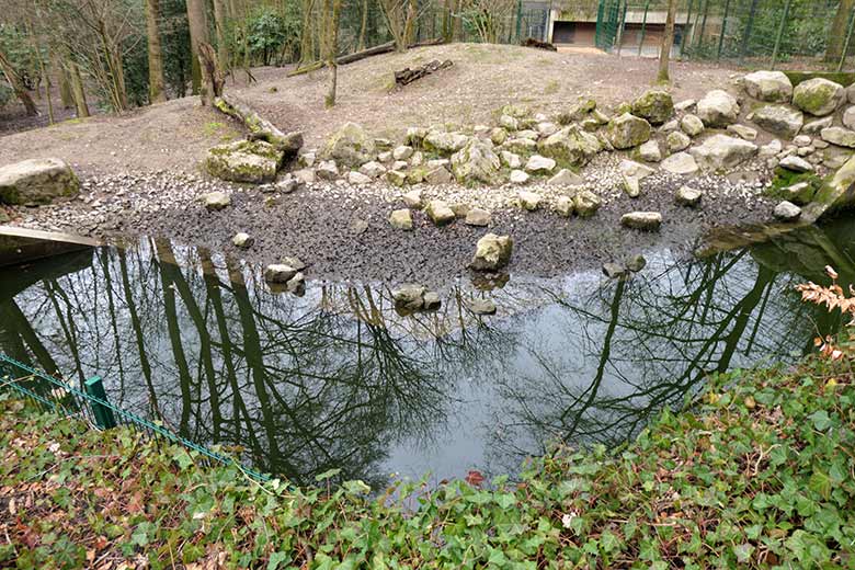 Zum Teil schon abgesenkter Wasserstand am 18. März 2021 im Wassergraben auf der Außenanlage der Asiatischen Rothunde im Zoologischen Garten Wuppertal