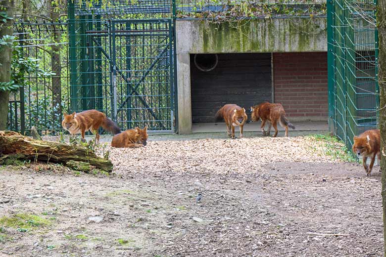 Fünf Asiatische Rothunde am 2. April 2021 auf der Außenanlage der Asiatischen Rothunde im Grünen Zoo Wuppertal