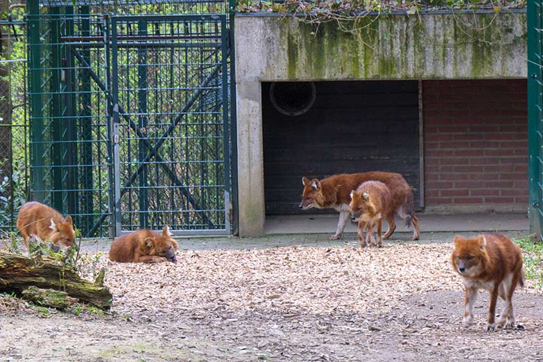 Fünf Asiatische Rothunde am 2. April 2021 auf der Außenanlage der Asiatischen Rothunde im Wuppertaler Zoo