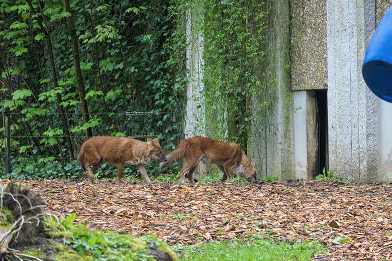 Asiatische Rothunde am 7. Mai 2021 vor dem Zugang zum Innengehege der Braunbärin auf der Braunbären-Anlage im Zoo Wuppertal