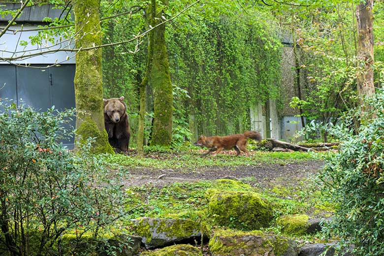 Braunbärin SIDDY und ein Asiatischer Rothund am 7. Mai 2021 auf der Braunbären-Anlage im Wuppertaler Zoo