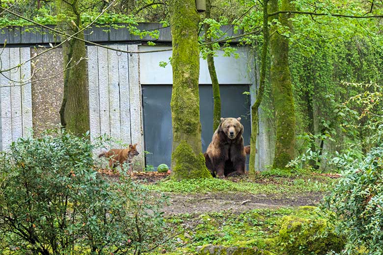 Braunbärin SIDDY und ein Asiatischer Rothund am 7. Mai 2021 auf der Braunbären-Anlage im Grünen Zoo Wuppertal