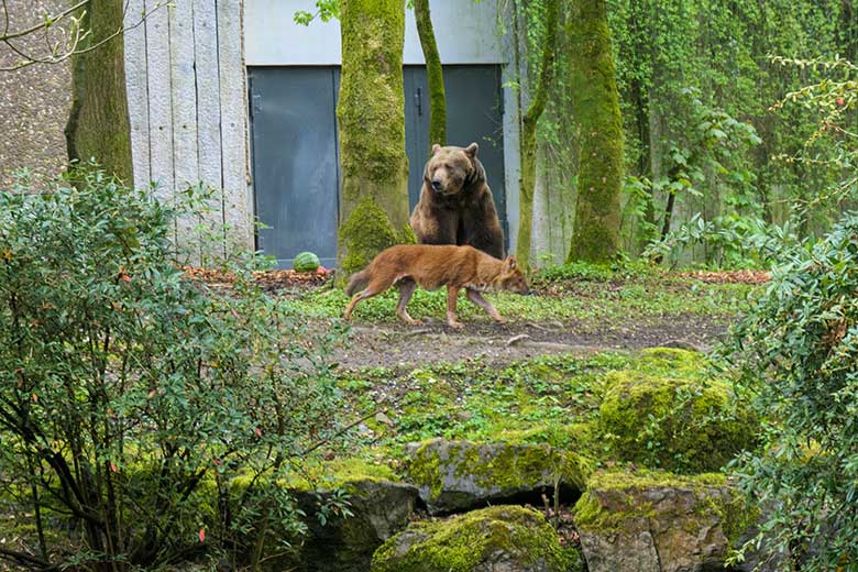 Braunbärin SIDDY und ein Asiatischer Rothund am 7. Mai 2021 auf der Braunbären-Anlage im Zoologischen Garten Wuppertal