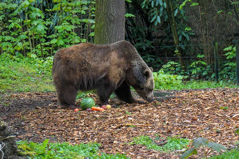 Braunbärin SIDDY am 7. Mai 2021 auf der Braunbären-Außenanlage im Wuppertaler Zoo