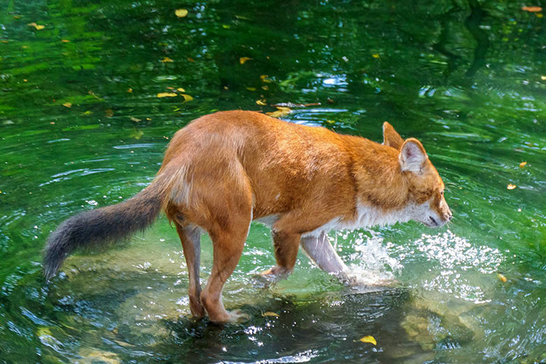 Asiatischer Rothund am 28. Juni 2021 im Wasser der Außenanlage für Asiatische Rothunde im Wuppertaler Zoo