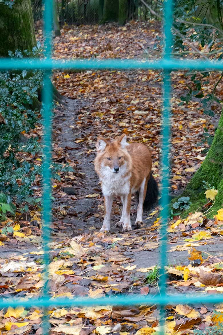 Asiatischer Rothund am 8. November 2021 auf der Außenanlage im Zoologischen Garten der Stadt Wuppertal