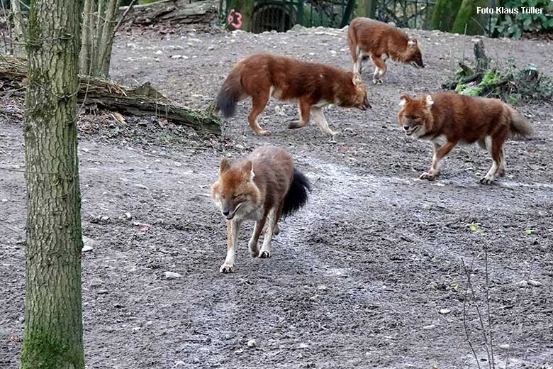 Vier der fünf Asiatischen Rothunde am 21. Dezember 2021 auf der Außenanlage im Zoo Wuppertal (Foto Klaus Tüller)
