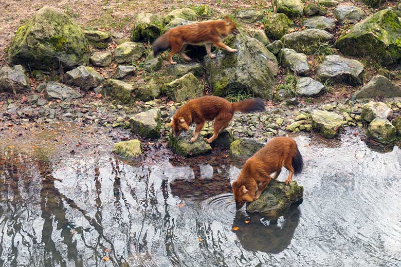 Asiatische Rothunde am 3. Januar 2022 auf der Außenanlage im Grünen Zoo Wuppertal