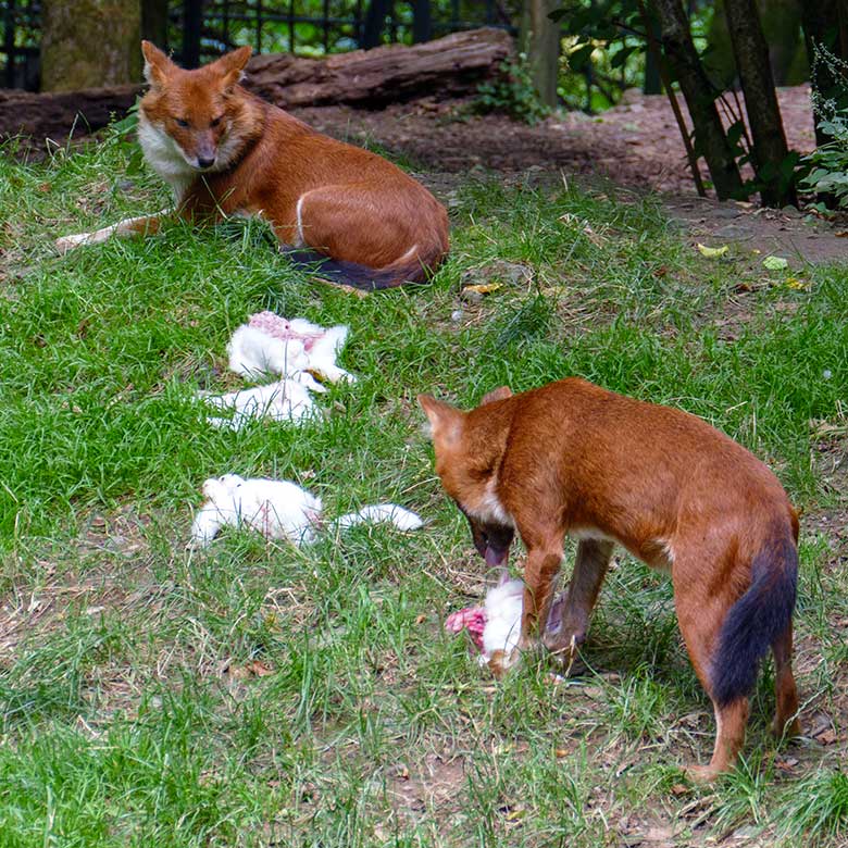 Asiatische Rothunde mit Futter-Kaninchen am 25. Juli 2022 auf der Außenanlage im Wuppertaler Zoo