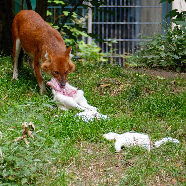 Asiatischer Rothund mit Futter-Kaninchen am 25. Juli 2022 auf der Außenanlage im Grünen Zoo Wuppertal