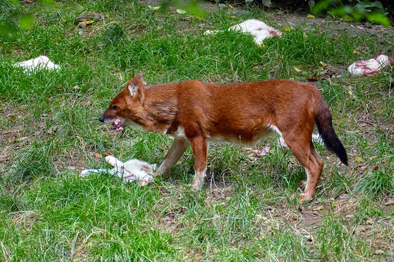 Asiatischer Rothund mit Futter-Kaninchen am 25. Juli 2022 auf der Außenanlage im Grünen Zoo Wuppertal