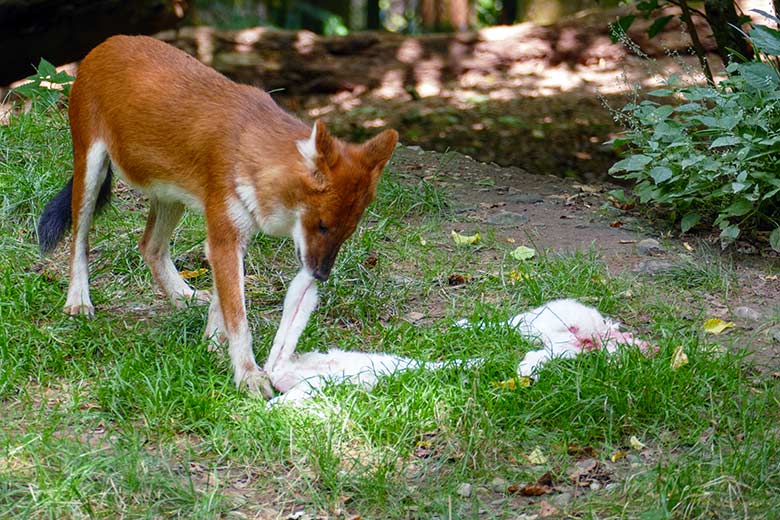 Asiatischer Rothund mit Futter-Kaninchen am 25. Juli 2022 auf der Außenanlage im Wuppertaler Zoo